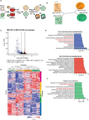 MAPKAP Kinase-2 Drives Expression of Angiogenic Factors by Tumor-Associated Macrophages in a Model of Inflammation-Induced Colon Cancer